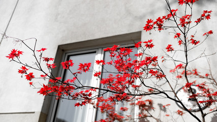 Spring Red
