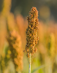 The beautiful fields of sorghum.7