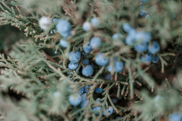 Macro photography of a flowering pine tree