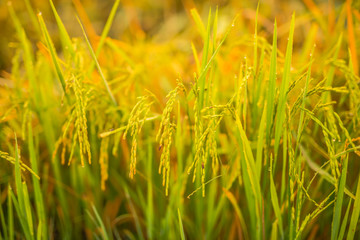 Thailand is an agricultural country.22