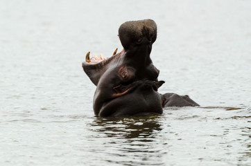 Hippopotame, Hippopotamus amphibius, Afrique