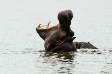 Hippopotame, Hippopotamus amphibius, Afrique