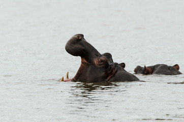 Hippopotame, Hippopotamus amphibius, Afrique