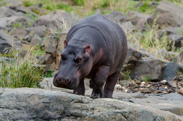 Hippopotame, Hippopotamus amphibius, Afrique