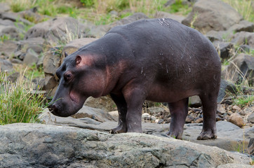 Hippopotame, Hippopotamus amphibius, Afrique