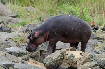Hippopotame, Hippopotamus amphibius, Afrique