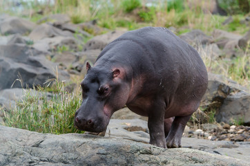 Hippopotame, Hippopotamus amphibius, Afrique