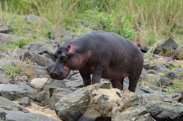 Hippopotame, Hippopotamus amphibius, Afrique