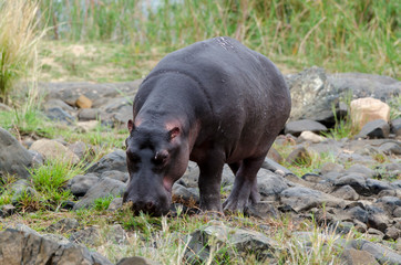 Hippopotame, Hippopotamus amphibius, Afrique