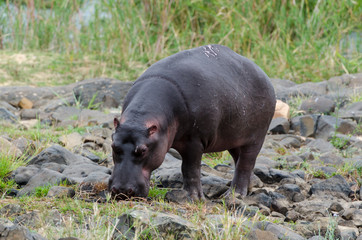 Hippopotame, Hippopotamus amphibius, Afrique