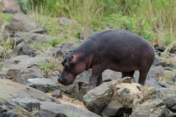 Hippopotame, Hippopotamus amphibius, Afrique