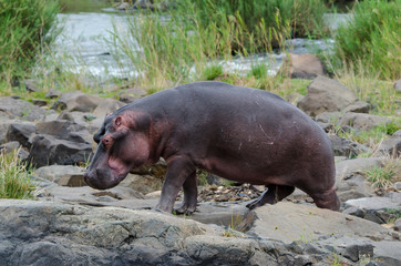 Hippopotame, Hippopotamus amphibius, Afrique