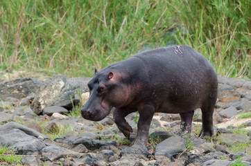 Hippopotame, Hippopotamus amphibius, Afrique