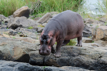 Hippopotame, Hippopotamus amphibius, Afrique