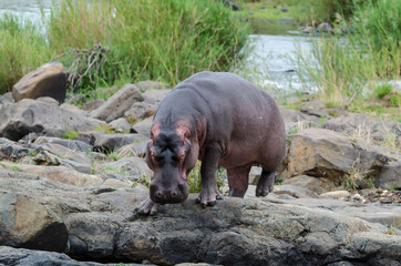Hippopotame, Hippopotamus amphibius, Afrique