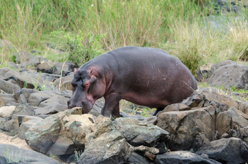 Hippopotame, Hippopotamus amphibius, Afrique