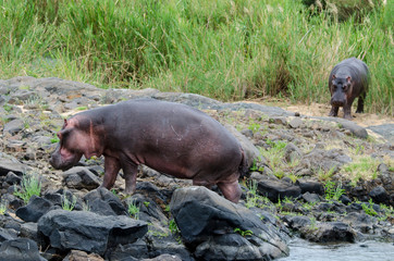 Hippopotame, Hippopotamus amphibius, Afrique