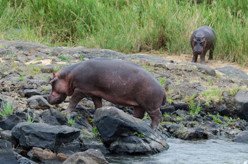 Hippopotame, Hippopotamus amphibius, Afrique