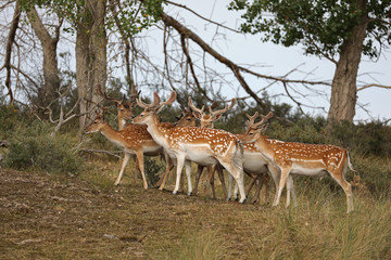Naklejka na ściany i meble herd of beautiful spotted deer in forest