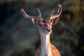 close-up view of beautiful brown spotted fallow deer looking at camera in wildlife