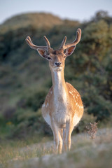 beautiful brown spotted fallow deer looking at camera in wildlife