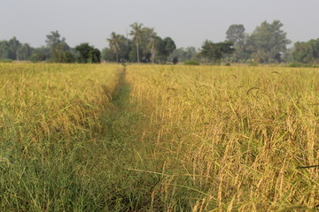 Rice in Farm