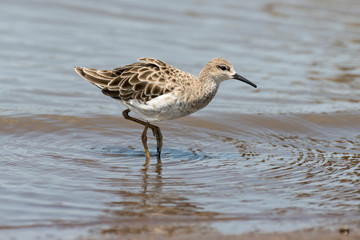 chevalier combattant, Combattant varié, Philomachus pugnax