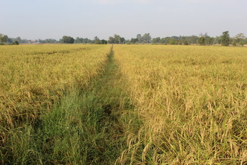 Rice in Farm