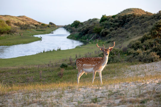 beautiful spotted fallow deer standing on meadow near river - Powered by Adobe