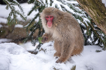 adorable Japanese Monkey sitting on snow with green twig in paw