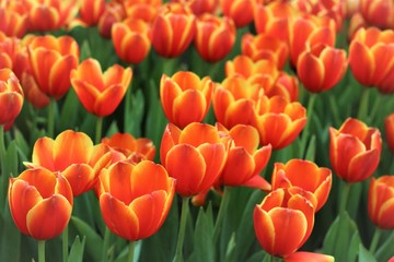 Red tulips in the garden are blooming.