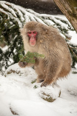 adorable Japanese Monkey sitting on snow with green twig in paw