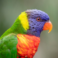 close-up view of beautiful rainbow lorikeet parrot in zoo