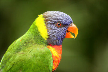 close-up view of beautiful rainbow lorikeet parrot in zoo - obrazy, fototapety, plakaty