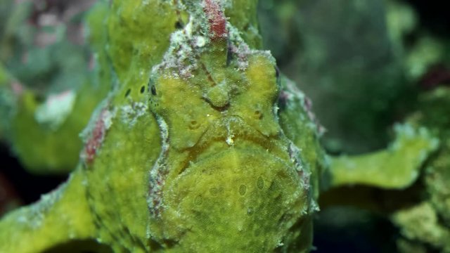 Frontal portrait of a Yellow Commerson's Frogfish. Giant Frogfish, Riesen Anglerfisch or Big Angler (Antennarius commerson). Closeup, underwater shot