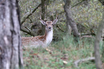 Naklejka na ściany i meble beautiful brown spotted deer looking at camera in forest, selective focus