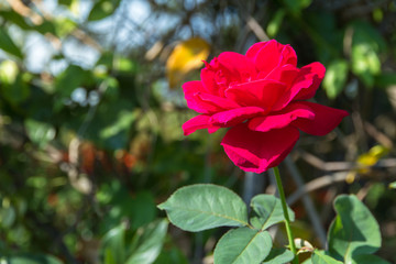 Beautiful red rose flower in the garden background,Valentine love