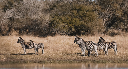 Fototapeta na wymiar Herd of zebras in the African savannah