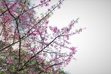Sakura in Thailand. (Queen tiger)