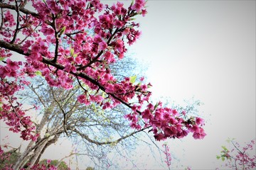 Sakura in Thailand. (Queen tiger)