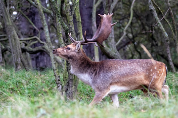 curious horned deer looking at camera in forest