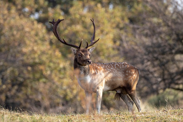 Naklejka na ściany i meble beautiful horned spotted deer standing on grass in forest