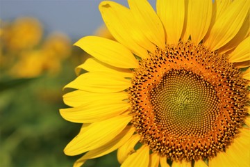 Obraz premium Sunflower in wide field.
