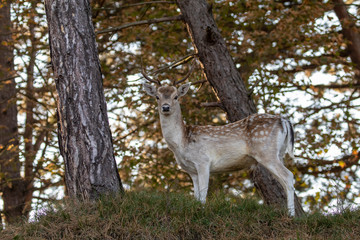 low angle view of beautiful spotted deer standing on hill and looking at camera in forest