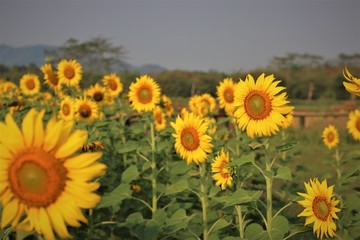 Sunflower in wide field.