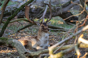 beautiful horned deer lying on ground and looking at camera in forest