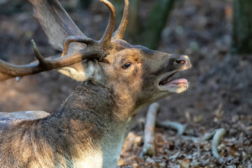 side view of beautiful horned deer lying on ground in forest