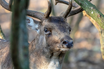 close-up view of beautiful curious deer looking at camera in forest, selective focus