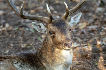 side view of horned brown spotted deer in forest
