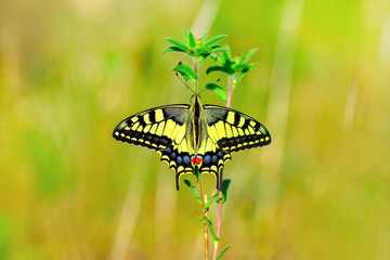 Closeup   beautiful butterfly sitting on flower